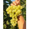 Regal Seedless–chrumkavé bezsemenné hrozno
