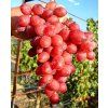 Crimson Seedless–chutné červené bezsemenné hrozno