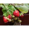 Jahoda OSTARA stáleplodiaca sladká aromatická