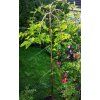 Moruša čierna previslá PENDULA 170cm+kontajner C10L