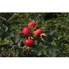 Bacche di Rosa Rugosa