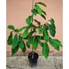 ASIMINA TRILOBA ( Paw Paw ) - SUNFLOWER samoopelivy štepený strom 60cm + kontajner 5L