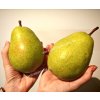 Hruška Lucasova zimná veľmi úrodná