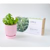 Pěstuj bazalku – Kompletní sada Mini