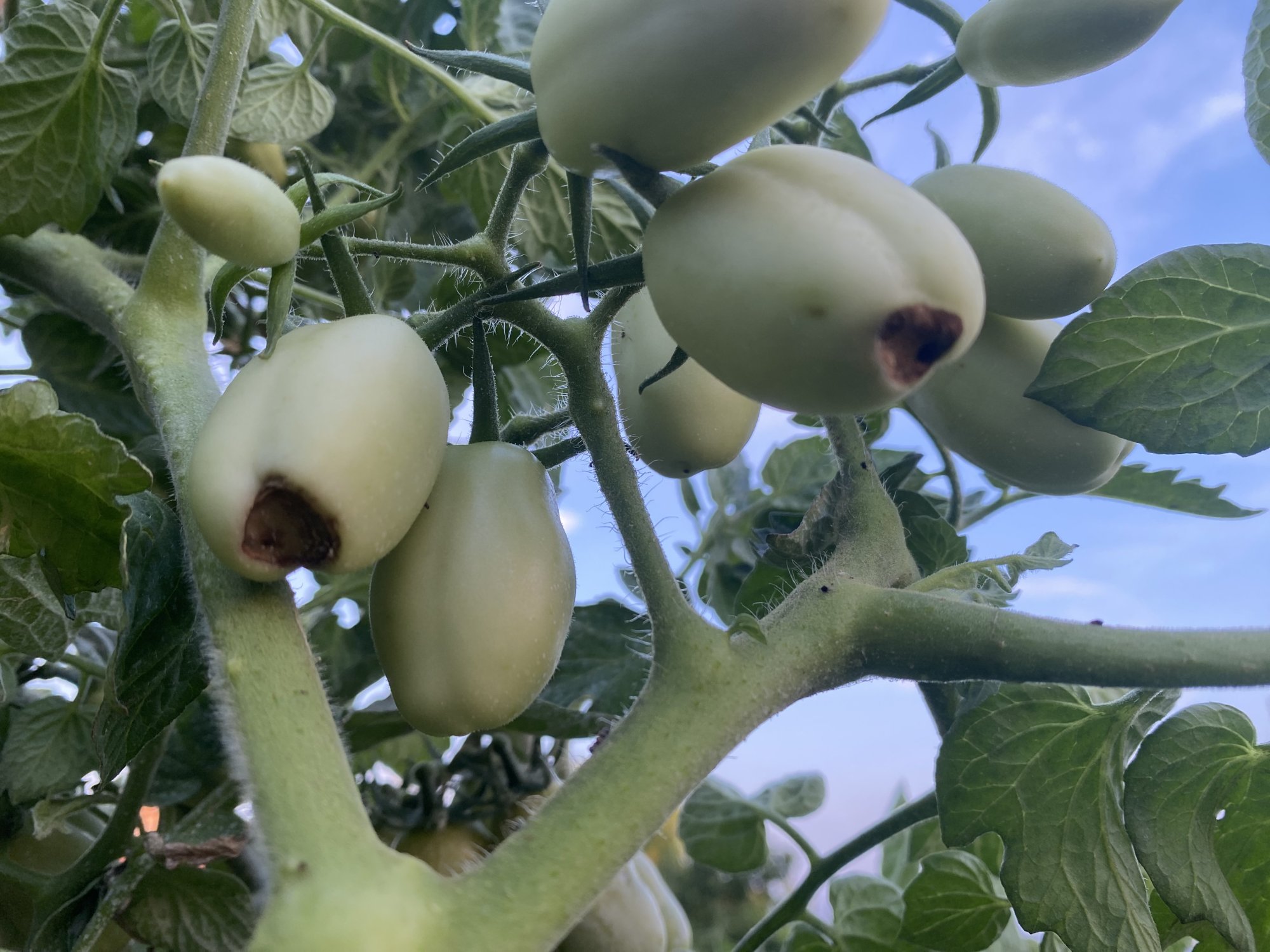 Ako predísť vrcholovej hnilobe paradajok a paprík