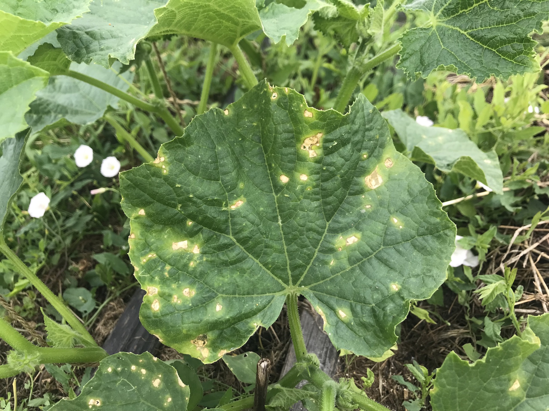 Pleseň na plodinách: Ako ju rozpoznať a efektívne riešiť