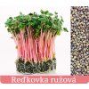 Reďkovka_ružova_pestujmezdravo.sk