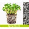 Slnečnica_pestujmezdravo.sk