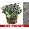 Bazalka_červena_pestujmezdravo.sk