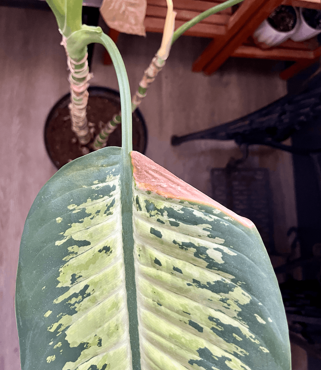 Difenbachie žloutnutí listů: proč žloutne a jak ji zachránit