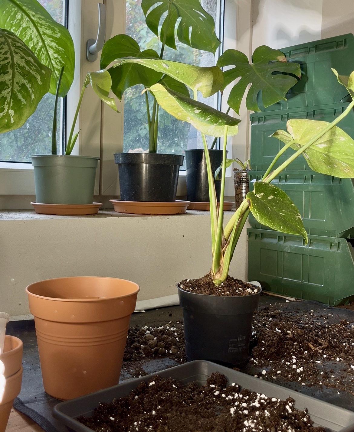 Kdy přesadit pokojovou rostlinu a jak to poznat