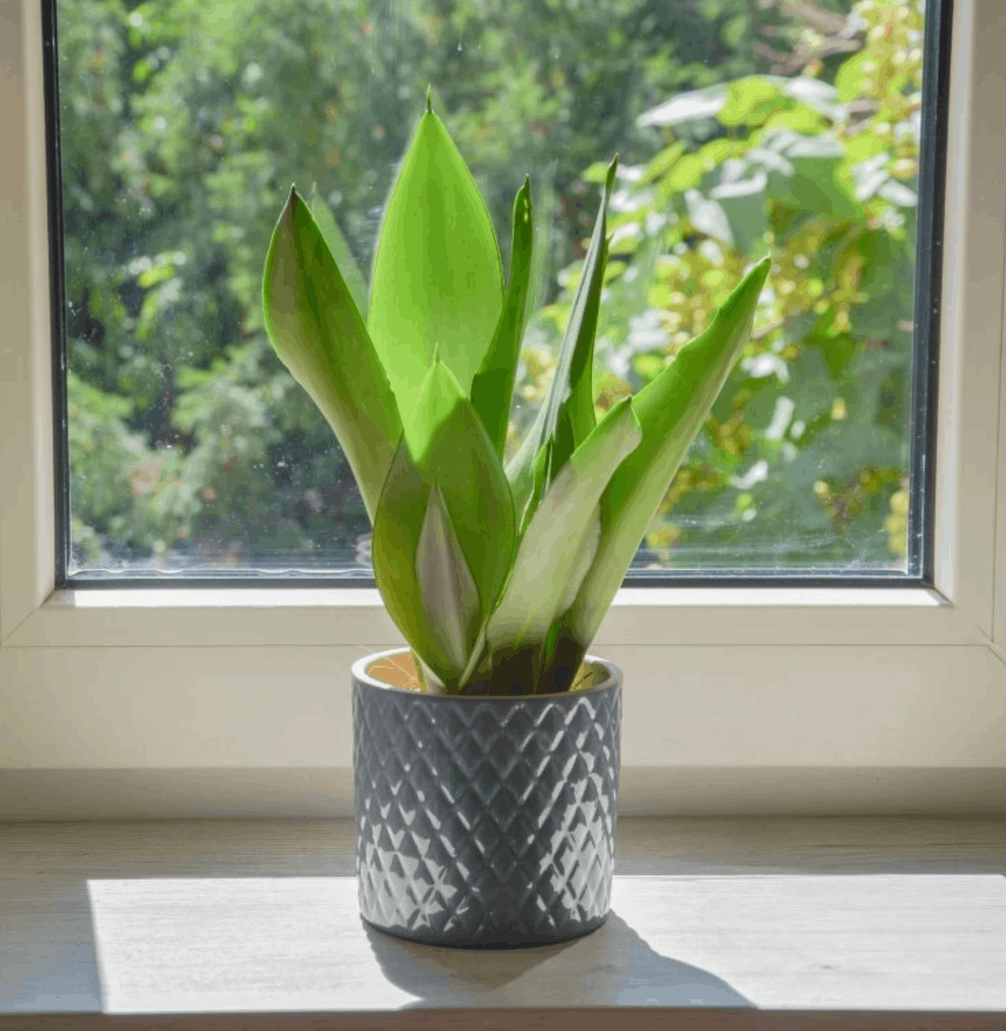 Nenáročné pokojové rostliny: 15 druhů, které zvládne každý