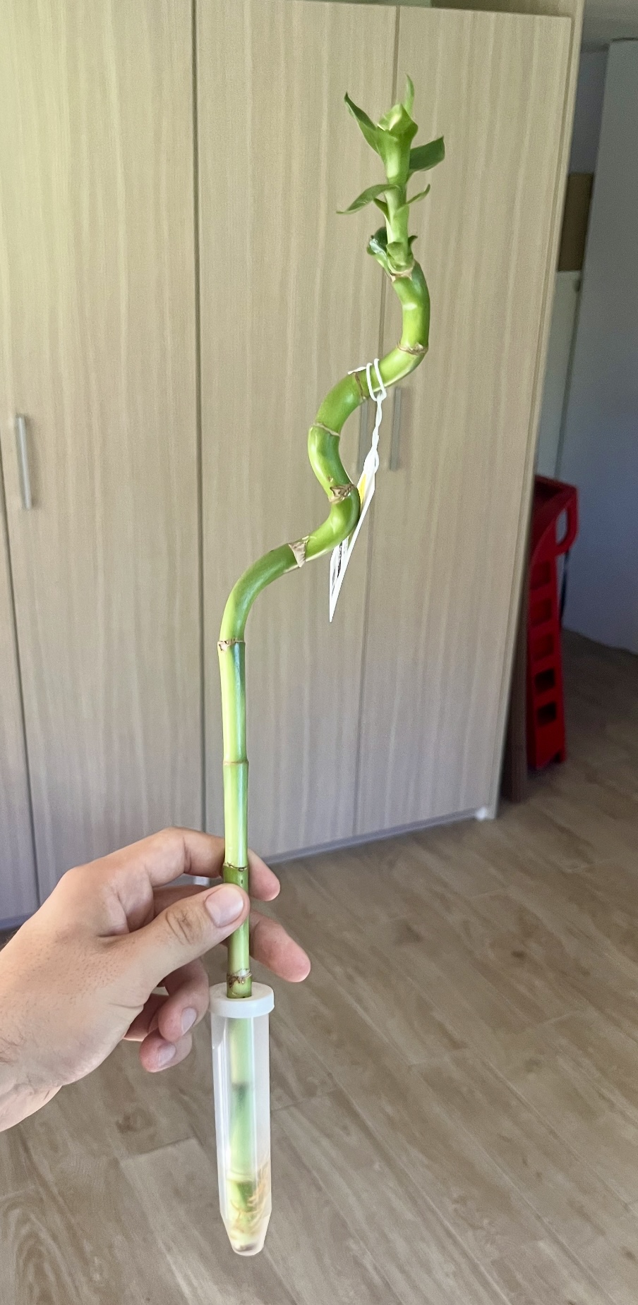 Šťastný bambus (Lucky Bamboo): Pěstování, zalévání a péče krok za krokem