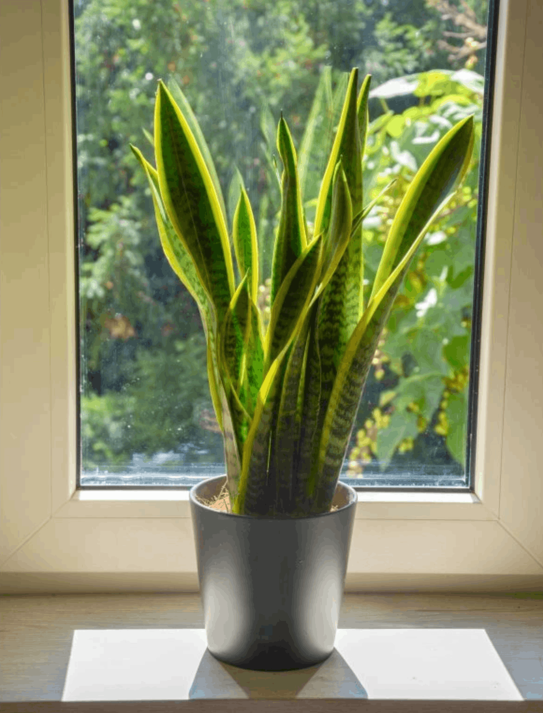 Pokojové rostliny do stínu: 12 nenáročných druhů do tmavšího bytu