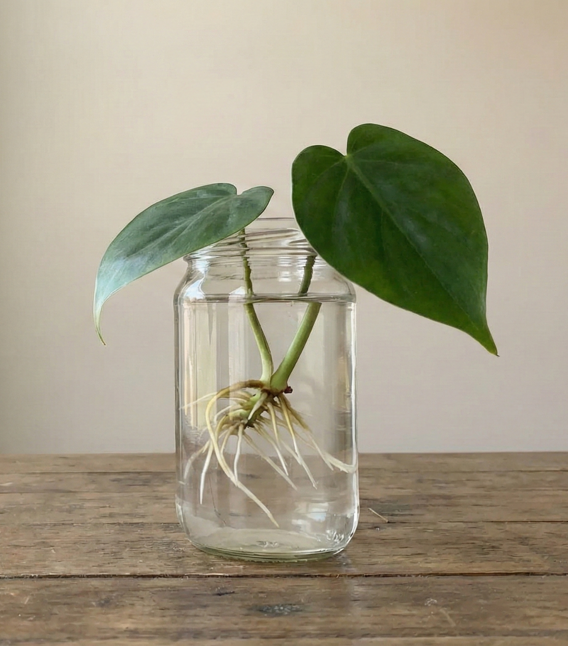 Sklenice na množení – stabilní hloubka výhonku