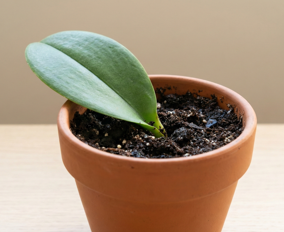 Množení z listu – rosení a stabilní vlhkost