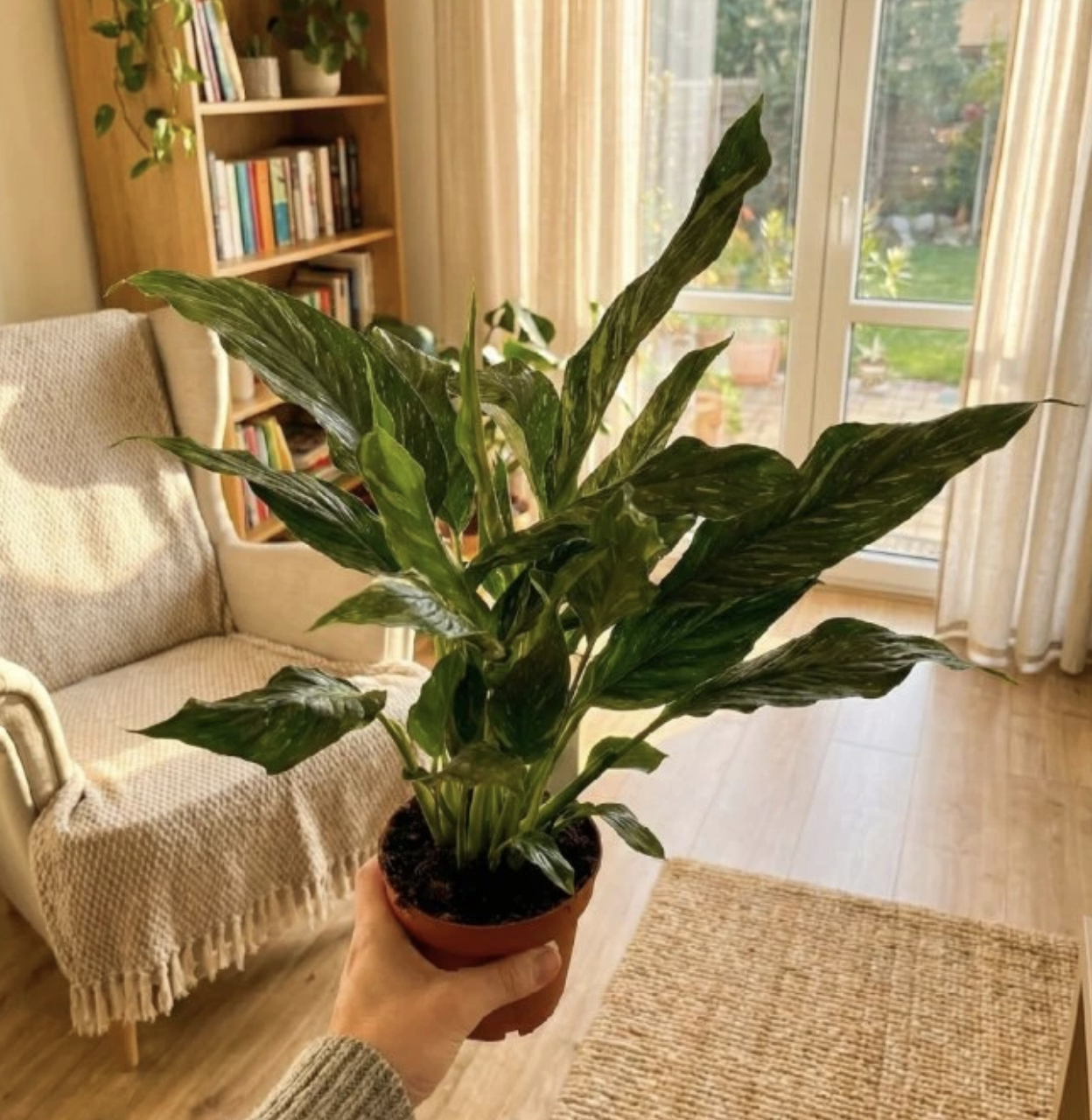 Spathiphyllum