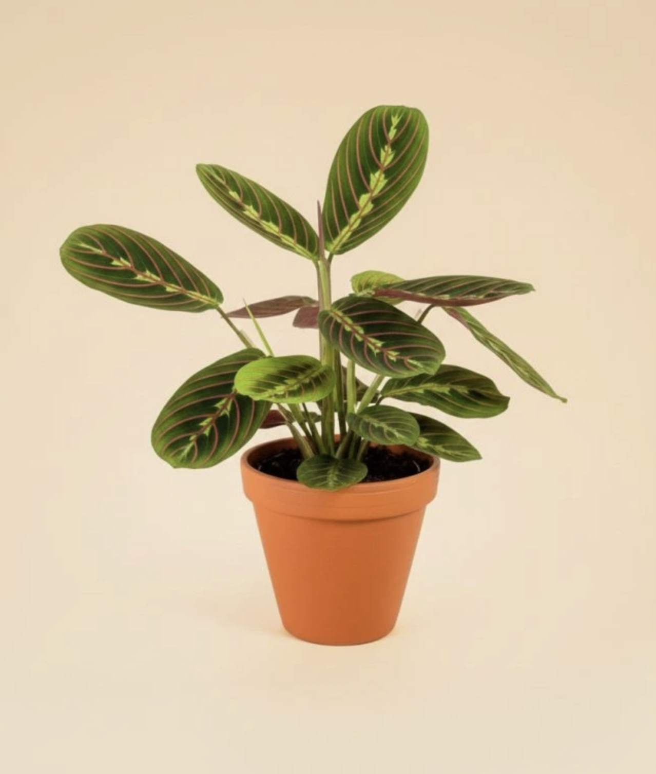 maranta