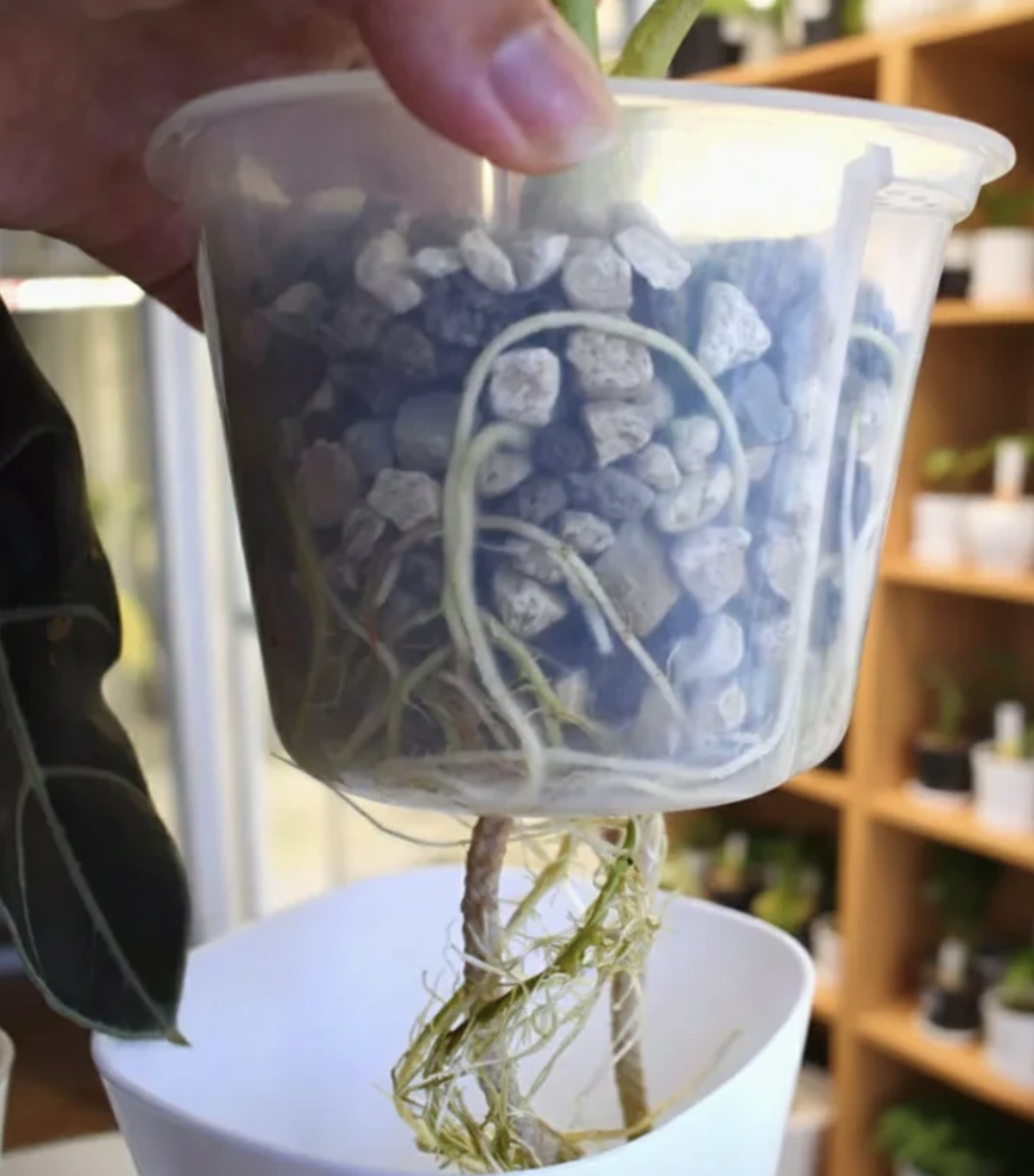 Přesazování pokojové rostliny do Mineral Mixu