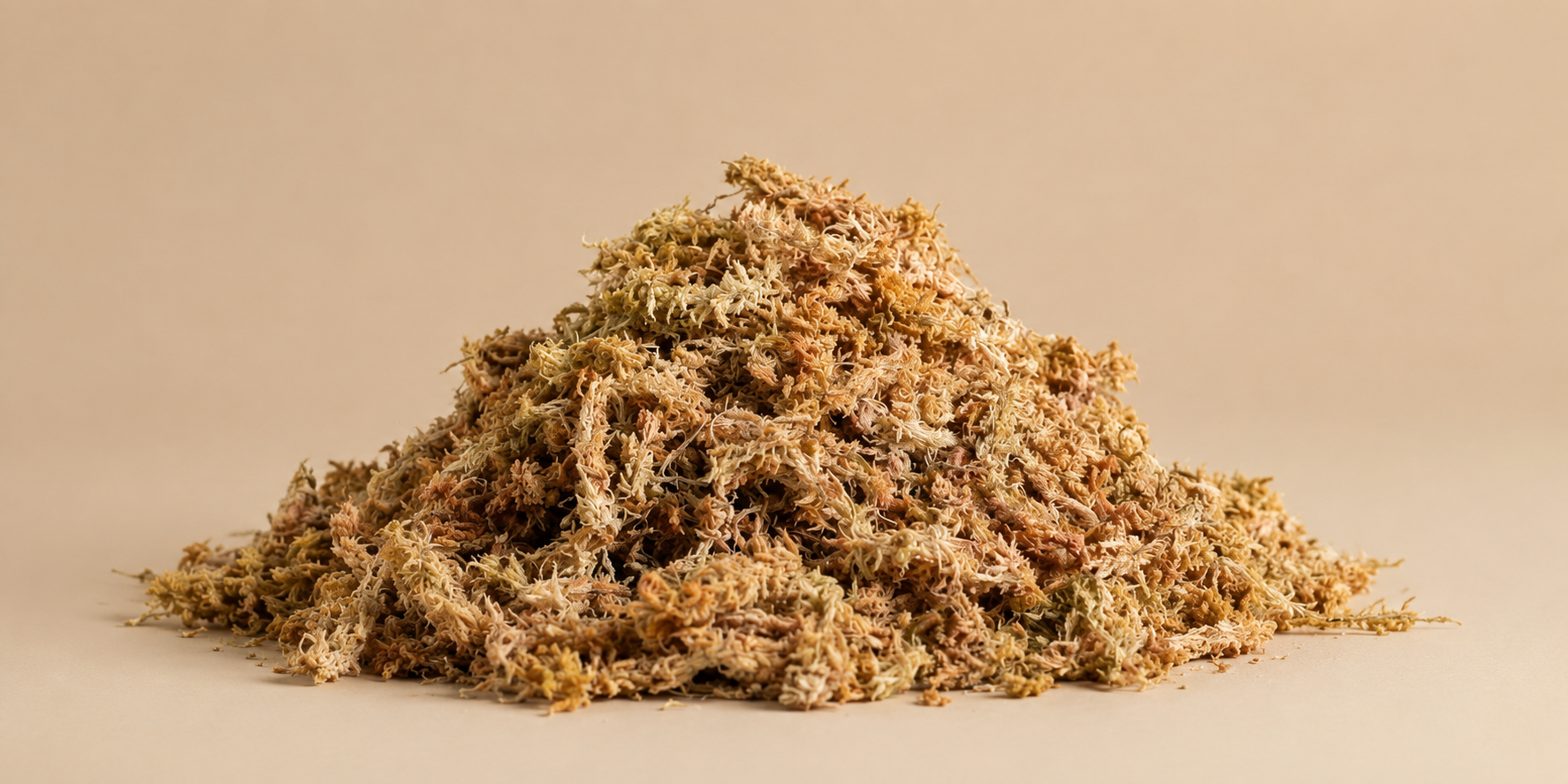 Detail dlouhovláknitého rašeliníku sphagnum moss