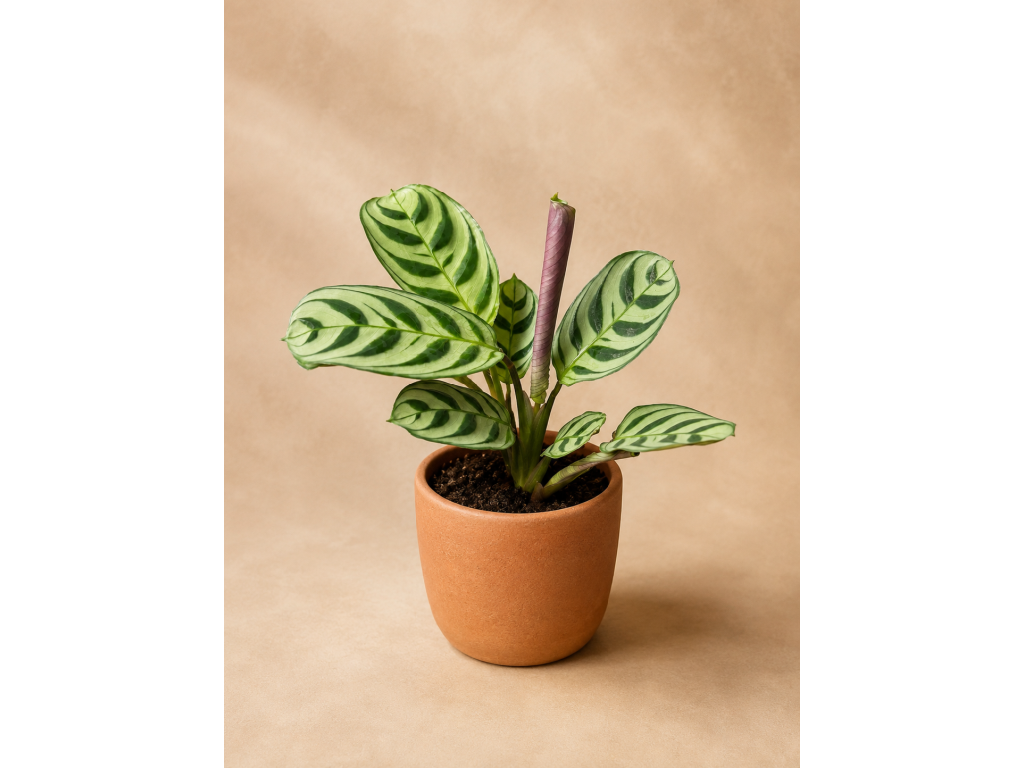 Calathea Amagris,  6 cm za 149 K - Pokojov rostliny I PSTUJSM.cz