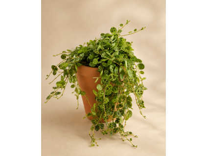Peperomia Prostrata (želvičky), Ø 9 cm