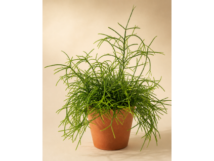 Rhipsalis 'heteroclada', Ø 12 cm