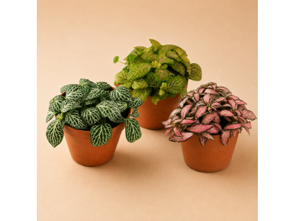 Fittonia mix, Ø 8,5 cm