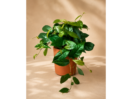 Ficus 'Radicans', Ø 12 cm