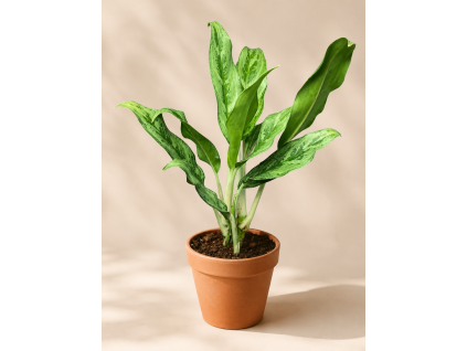 Aglaonema 'Greyhound', Ø 11 cm