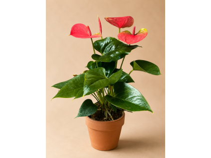 Anthurium 'Karma Pink', Ø 12 cm