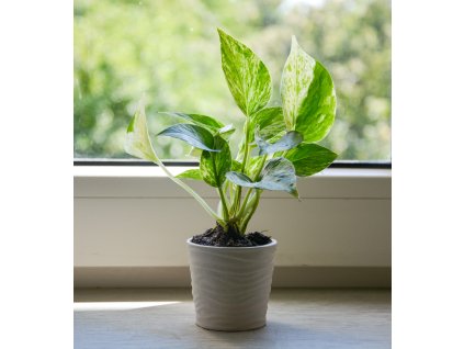 Epipremnum pinnatum 'Marble Queen', Ø 6 cm