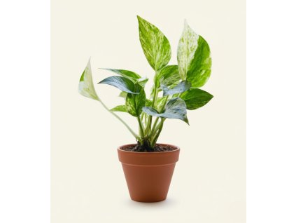 Epipremnum pinnatum 'Marble Queen', Ø 8 cm