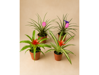 Bromelia mini mix, Ø 5,5 cm