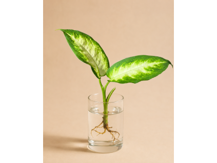 Dieffenbachia 'Camilla' - Řízek