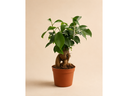 Ficus microcarpa 'Ginseng', Ø 9 cm