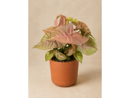 Syngonium 'Neon', Ø 12 cm