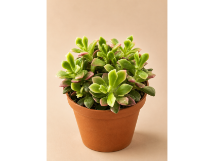 Anacampseros Rufescens Sunrise, Ø 9 cm