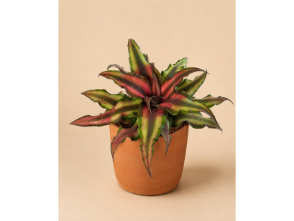Cryptanthus Bivittatus, Ø 9 cm