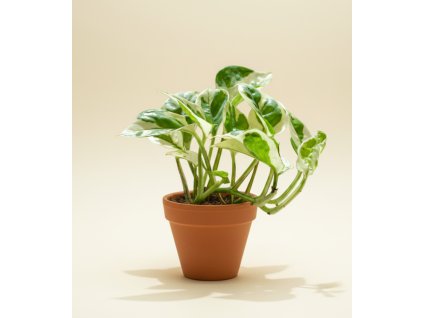 Epipremnum pinnatum 'N'joy', Ø 6 cm - naše výpěstky