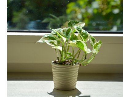 Epipremnum pinnatum 'N'joy', Ø 6 cm