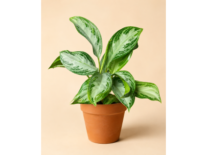 Aglaonema 'Silver Bay', Ø 14 cm