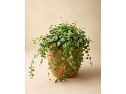 Peperomia Prostrata (želvičky), Ø 6 cm