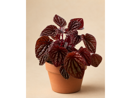 Peperomia caperata Quito, Ø 11 cm