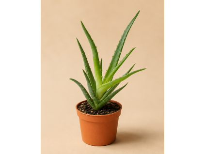 Aloe arborescens, Ø 6 cm