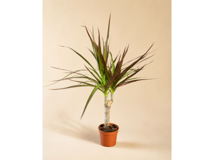 Dracaena Marginata, Ø 6 cm