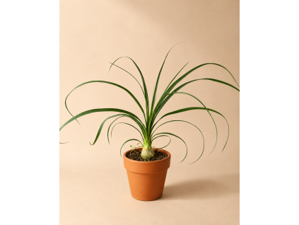 Nolina (Sloní noha), Ø 6 cm