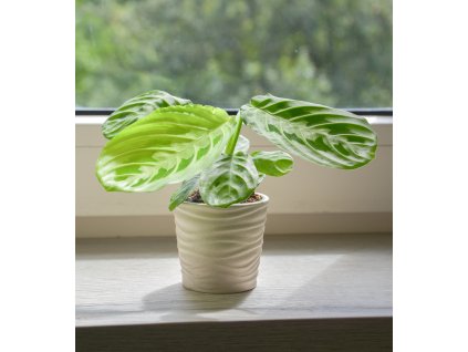 Maranta leuconeura 'Lemon Lime', Ø 6 cm