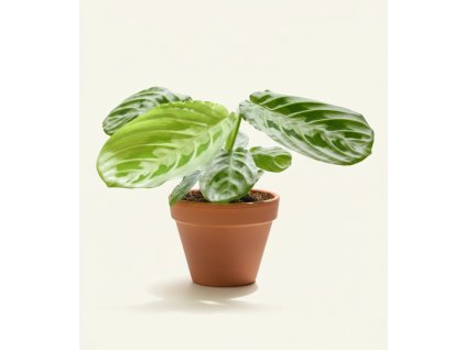 Maranta leuconeura 'Lemon Lime', Ø 6 cm
