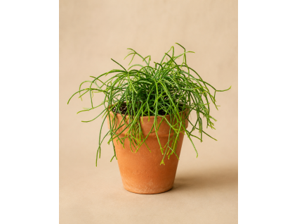 Rhipsalis mix, Ø 6 cm